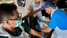 
Petugas dokter hewan saat memberikan vaksin kepada hewan ternak sapi perah di Kandang Dapi Pak Osim, Desa Cisaat, Kabupaten Subang, Selasa (14/1/2025).(Foto: biro adpim jabar)