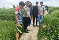 
Petugas menunjukan lokasi korban tergeletak meninggal dunia diduga tersambar petir di pinggir sawah Kampung Babakan Cikalang, Desa Rancasalak, Kecamatan Kadungora, Kabupaten Garut, abu (15/1/2025). (Foto: andre/dara).
